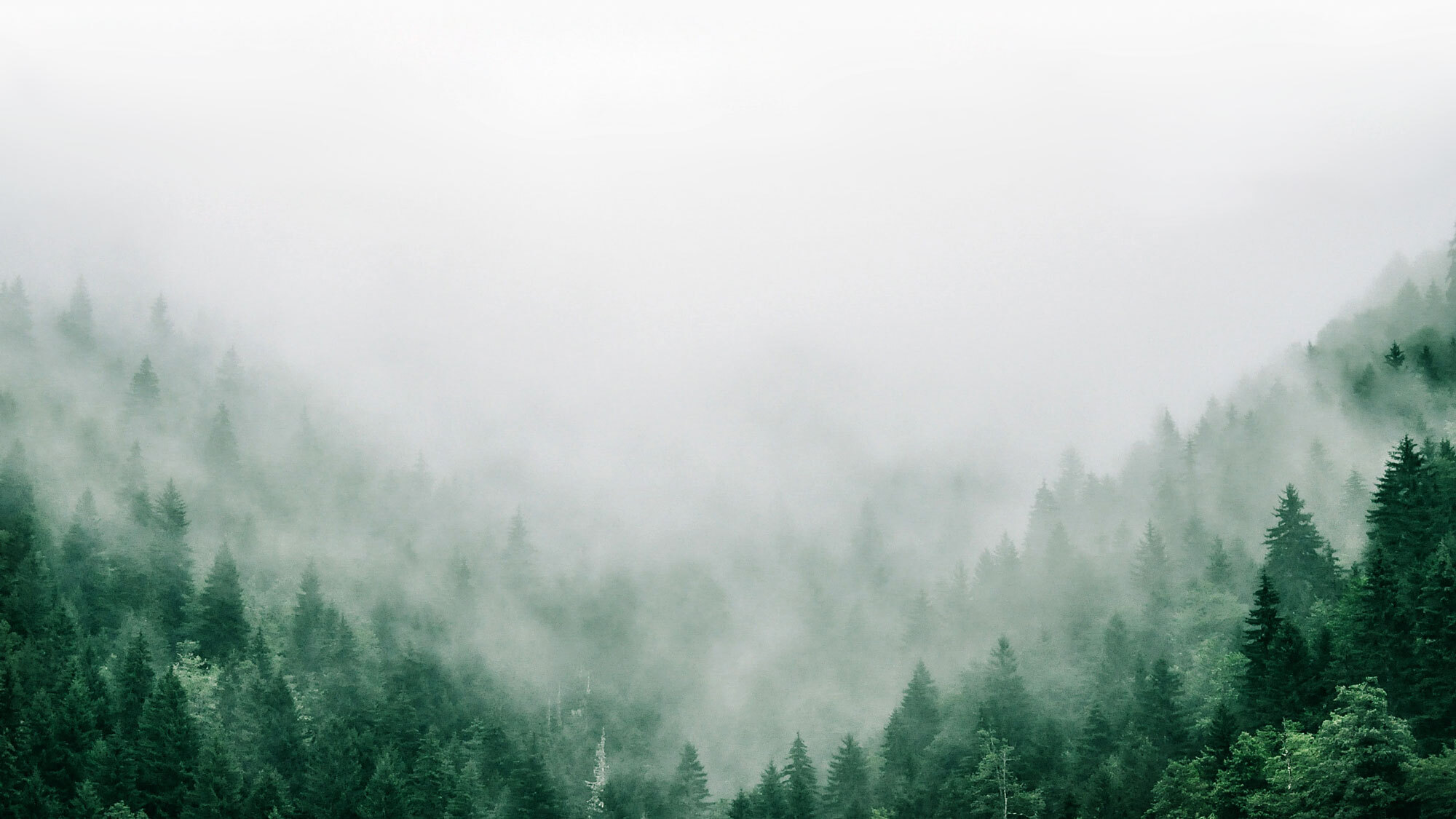Foggy-Pine-Trees
